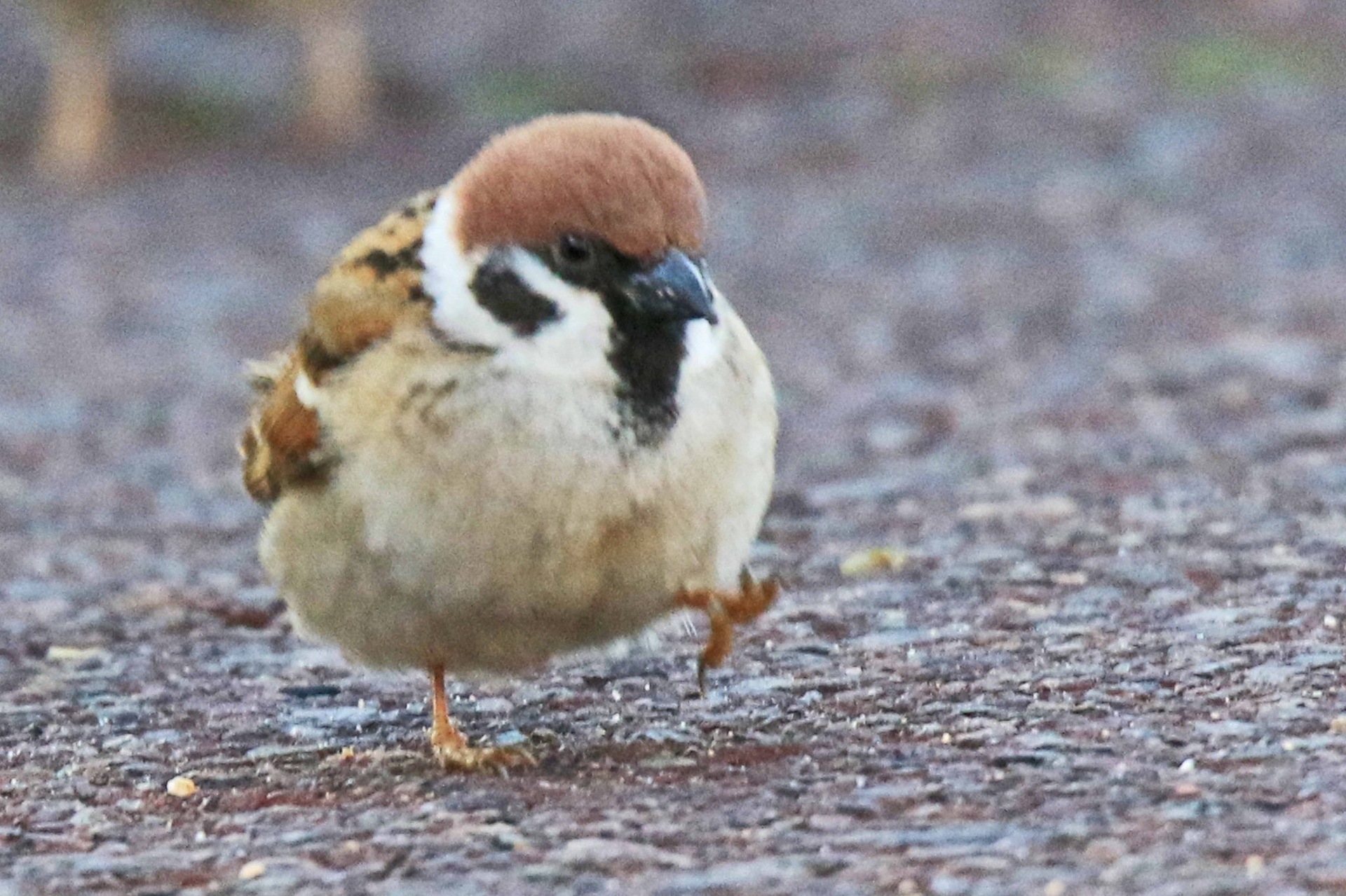 スズメさん お散歩するンゴ インコ速報 鳥全般まとめ