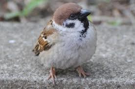 ワイ スズメかわいい 敵 スズメは羽が生えたネズミ インコ速報 鳥全般まとめ