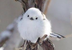 もふもふしてて可愛い鳥の画像を貼るスレ インコ速報 鳥全般まとめ