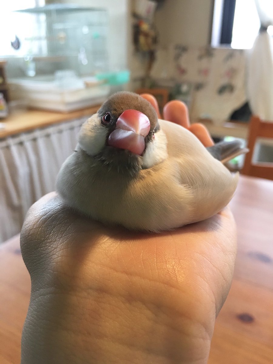 画像 シナモン文鳥がとろける インコ速報 鳥全般まとめ